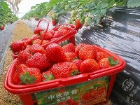 组图 | 赤壁草莓采摘正当时！