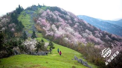 市文旅投积极筹备葛仙山首届“樱花节”