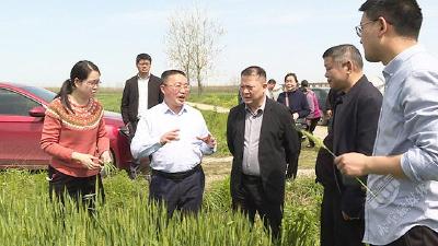 统防统治  赤壁市全面开展小麦赤霉病防控  