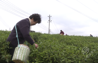 忙趁春光制新茗 品悟人在草木间