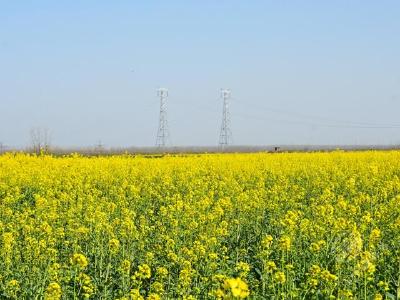 赤壁市农业农村局全力确保冬种油菜增产增收