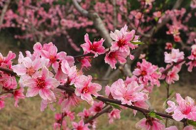 小柏山村：在那桃花盛开的地方