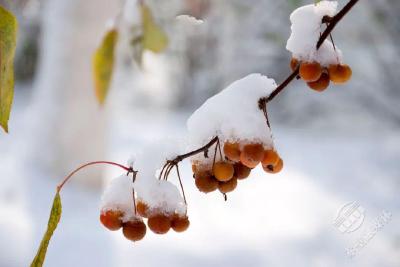 美文｜大雪歌