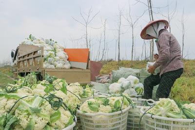 花菜大丰收 菜农笑颜开