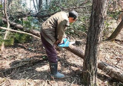 车埠镇：大力清理疫木 守护生态安全