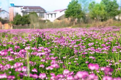 春日“壁”纸｜今日派发【花花世界】