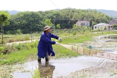 养殖小龙虾 致富道路宽