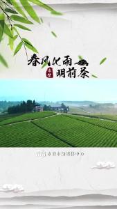 春风化雨明前茶
