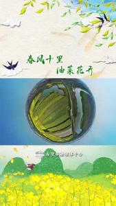 春风十里 油菜花开