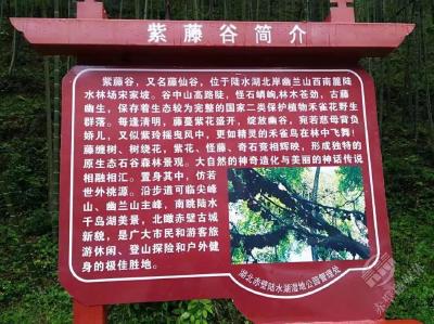 美文 | 漫步紫藤谷 