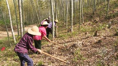 官塘驿林场：发展林下经济 助力乡村振兴