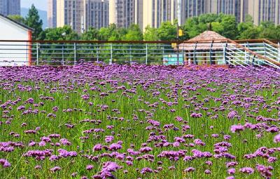 文明城市看赤壁丨赤壁这处“薰衣草”盛开，文明之花馨香满园！