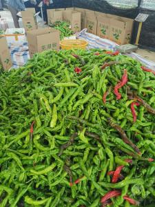 赤壁黄盖湖镇：100多亩大棚蔬菜“爆单”