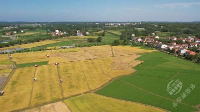 赤壁：10万亩早稻喜获丰收 面积产量实现“双增”