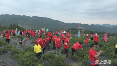 千余山外客到来凤“赶场”藤茶直播采摘节