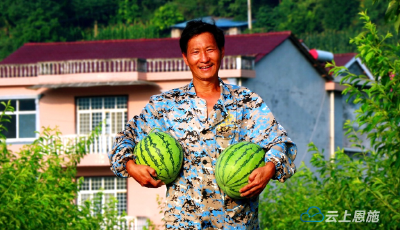 建始长梁镇：＂露地＂西瓜已成熟 快来品尝夏天的味道