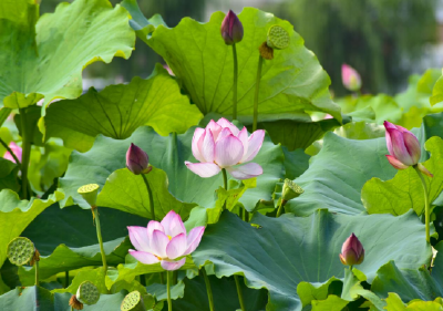 南漳县郭家土城村：仲夏荷花开