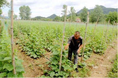 大冶灵乡：结构调出新景象 山区村民变“菜农”