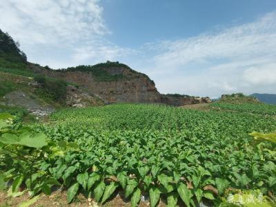 咸丰县活龙坪乡：废弃矿山长出了“金叶子”和“金豆子”