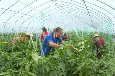 ​赤壁：建筑老板返乡种菜 带领乡亲共同富裕