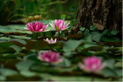 南漳：睡莲花开 千姿百态