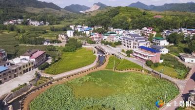 【深耕党建“责任田”⑪】崇阳回头岭村：“小黄花”绽放乡村振兴路