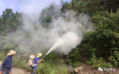 红安县林业局多措并举防控林业有害生物