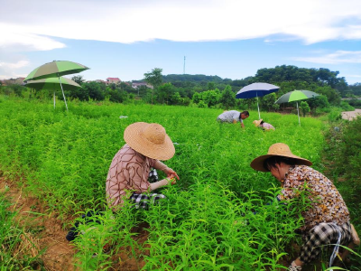 大冶：抢抓好时节 苗木嫁接忙