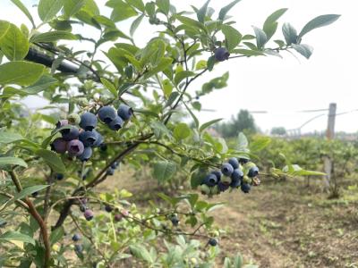 南漳县城关镇：蓝莓采摘正当时 果大味美沁心脾