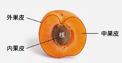 你知道为什么西瓜中间最甜吗？