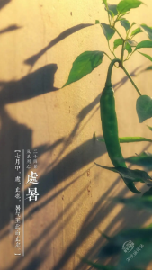 今日处暑