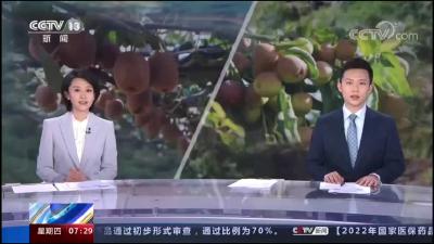 【朝闻天下】湖北赤壁：在希望的田野上 猕猴桃成熟 采摘正当时