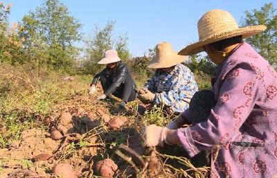 赤壁：红薯变身致富“金疙瘩” 探索特色乡村振兴路