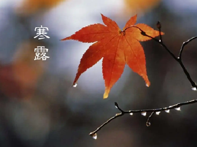  我们的二十四节气|寒露，秋菊有佳色