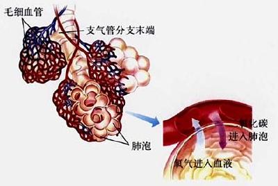 “医学界的亚癌”？一文认识“肺纤维化”