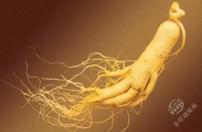 “书说中医”第九期：人参补益？有什么科学依据