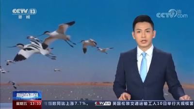 【新闻直播间】《湿地公约》第十四届缔约方大会 全球协同守护候鸟迁飞通道