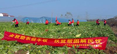 赤壁：义购萝卜献爱心 志愿服务暖人心