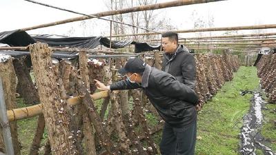 赤壁市积极做好大棚蔬菜防寒防冻工作