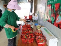 草莓棚里红缀绿 采摘一篮“喂兔兔”