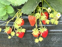 草莓棚里红缀绿 采摘一篮“喂兔兔”