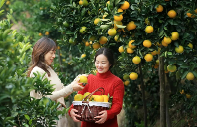 美文 | 桃花岛上橙柚香