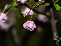 赤壁：海棠经雨胭脂透