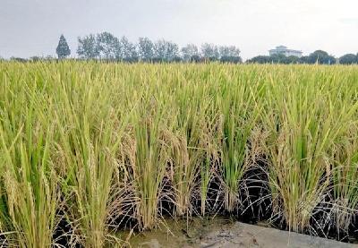在鄂湘赣皖广受欢迎 总种植面积已超80万亩 历时5年繁育的“虾稻1号”被追捧