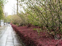 赤壁：海棠经雨胭脂透