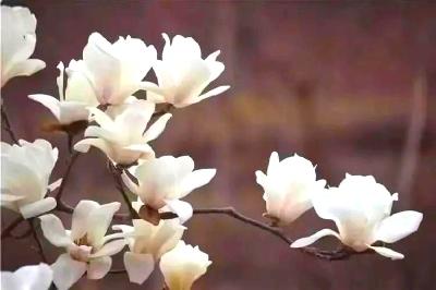 美文 | 赠白玉兰