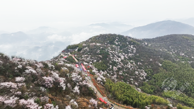赤壁市葛仙山樱花节开幕啦 万亩樱花邀您踏青观赏