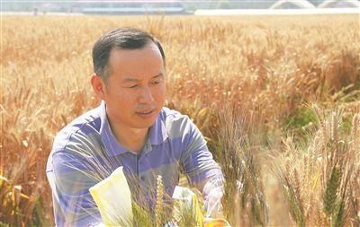 刘建军：36年持续攻关只为“迭代”小麦种子