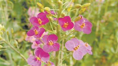 “花海捞针”育缤纷——江西农大付东辉团队选育彩色油菜花纪实 