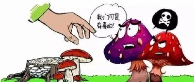 预防野生蘑菇中毒，这些知识你该知道！